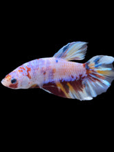 Load image into Gallery viewer, GIANT Male Halfmoon Plakat - Purple Candy #2016 - Live Betta Fish
