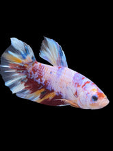 Load image into Gallery viewer, GIANT Male Halfmoon Plakat - Purple Candy #2016 - Live Betta Fish
