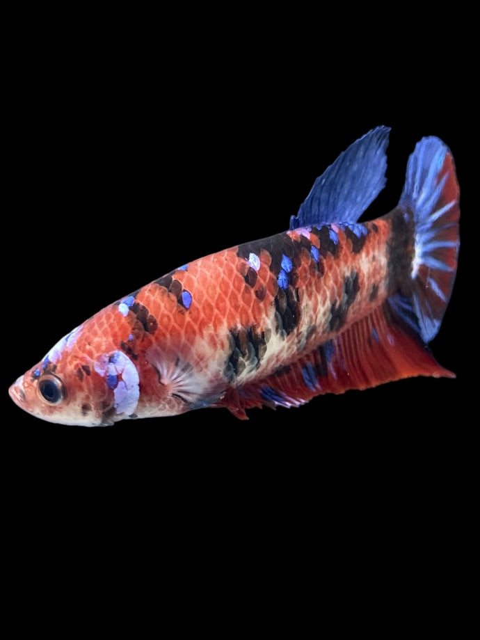 GIANT Female Halfmoon - Galaxy #2017 Live Betta Fish