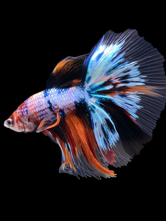 Male Halfmoon - Galaxy #2018 - Live Betta Fish