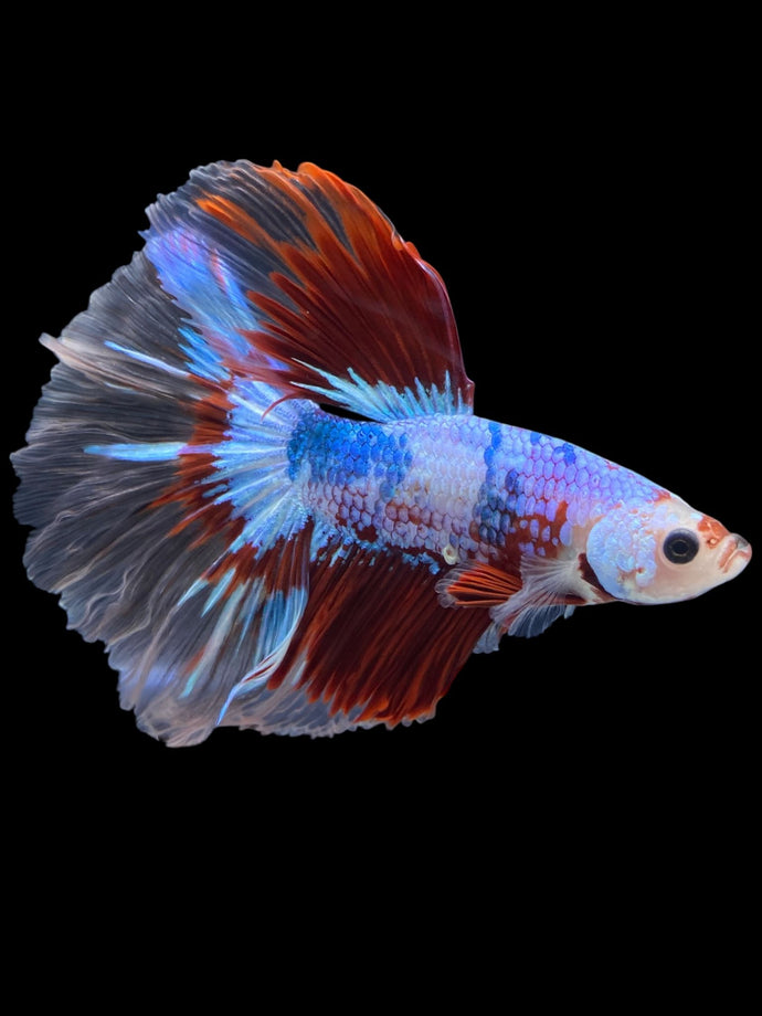 Male Halfmoon - Fancy Dragon #2020 - Live Betta Fish