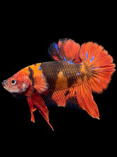 Load image into Gallery viewer, GIANT Male Halfmoon Plakat - Red Devil #2020 - Live Betta Fish

