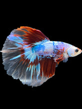 Load image into Gallery viewer, Male Halfmoon - Fancy Dragon #2020 - Live Betta Fish
