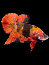 Load image into Gallery viewer, GIANT Male Halfmoon Plakat - Red Devil #2020 - Live Betta Fish
