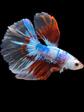 Load image into Gallery viewer, Male Halfmoon - Fancy Dragon #2020 - Live Betta Fish
