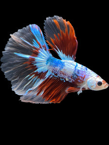 Male Halfmoon - Fancy Dragon #2020 - Live Betta Fish