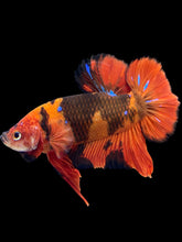 Load image into Gallery viewer, GIANT Male Halfmoon Plakat - Red Devil #2020 - Live Betta Fish
