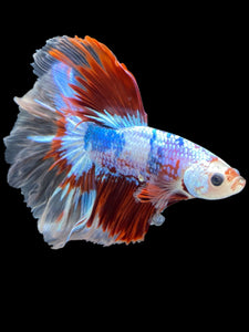 Male Halfmoon - Fancy Dragon #2020 - Live Betta Fish