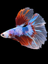 Load image into Gallery viewer, Male Halfmoon - Fancy Dragon #2020 - Live Betta Fish
