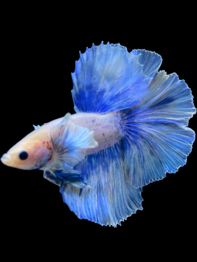 Male Rosetail - Dumbo Pastel #2021 - Live Betta Fish