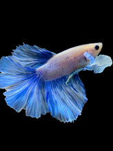 Load image into Gallery viewer, Male Rosetail - Dumbo Pastel #2021 - Live Betta Fish
