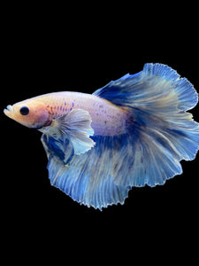 Male Rosetail - Dumbo Pastel #2021 - Live Betta Fish
