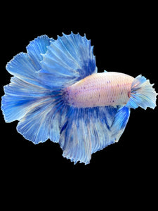 Male Rosetail - Dumbo Pastel #2021 - Live Betta Fish