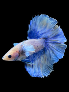 Male Rosetail - Dumbo Pastel #2021 - Live Betta Fish