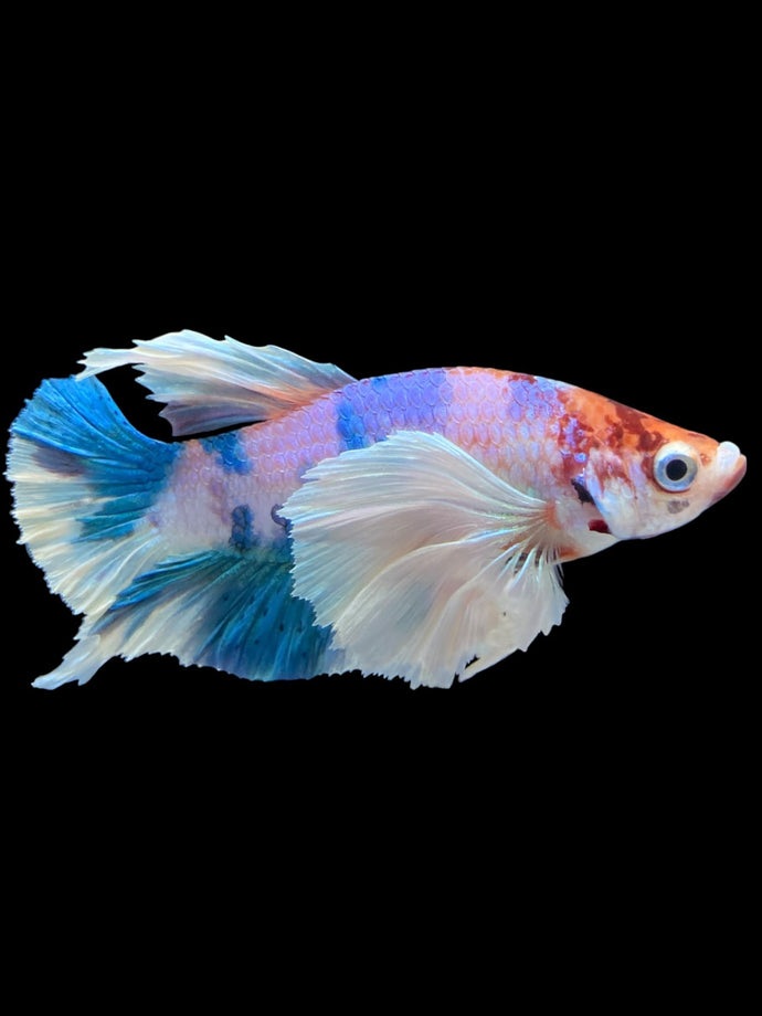 Male Halfmoon Plakat - Candy Dumbo #2022 - Live Betta Fish