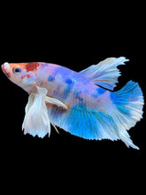 Load image into Gallery viewer, Male Halfmoon Plakat - Candy Dumbo #2022 - Live Betta Fish
