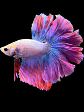 Load image into Gallery viewer, Male Rosetail - Purple #2023 - Live Betta Fish
