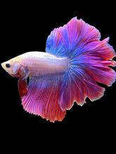 Load image into Gallery viewer, Male Rosetail - Purple #2023 - Live Betta Fish
