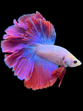 Load image into Gallery viewer, Male Rosetail - Purple #2023 - Live Betta Fish
