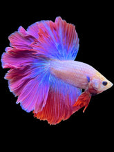 Load image into Gallery viewer, Male Rosetail - Purple #2023 - Live Betta Fish
