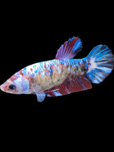 Load image into Gallery viewer, GIANT Female Halfmoon - Galaxy #2024 Live Betta Fish

