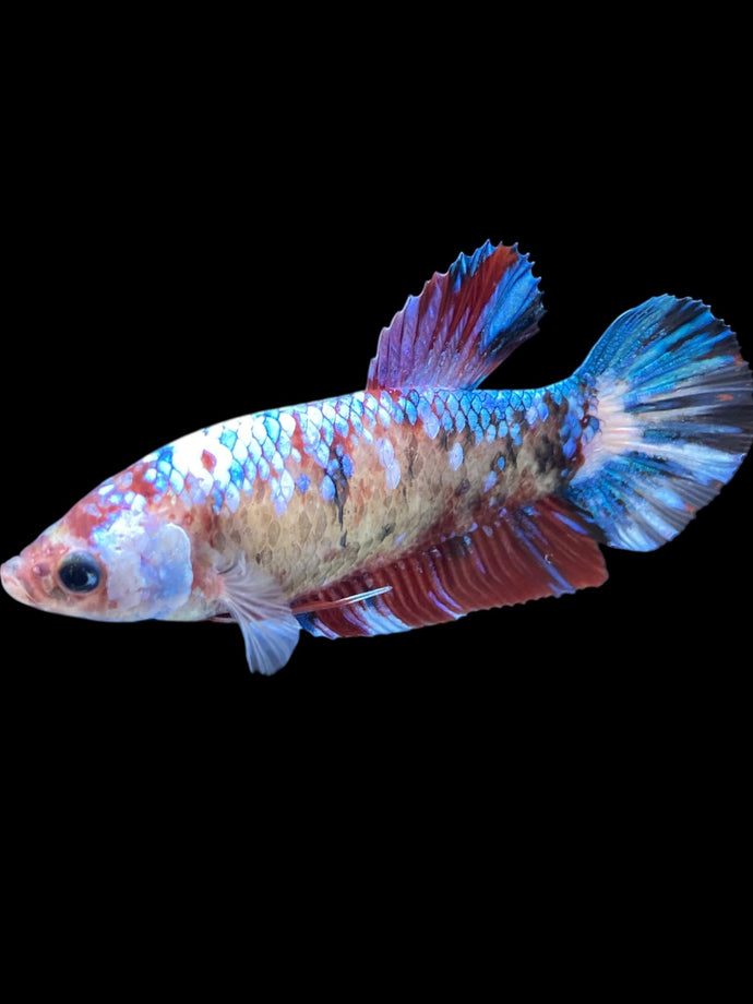 GIANT Female Halfmoon - Galaxy #2024 Live Betta Fish