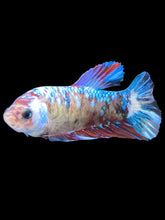Load image into Gallery viewer, GIANT Female Halfmoon - Galaxy #2024 Live Betta Fish
