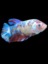 Load image into Gallery viewer, GIANT Female Halfmoon - Galaxy #2024 Live Betta Fish
