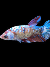 Load image into Gallery viewer, GIANT Female Halfmoon - Galaxy #2024 Live Betta Fish
