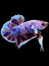 Load image into Gallery viewer, GIANT Male Halfmoon Plakat - Purple Unicorn #2025 - Live Betta Fish (SMALL SIZE)

