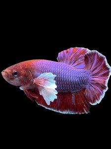 GIANT Male Halfmoon Plakat - Lavender Dumbo #2024 - Live Betta Fish