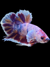 Load image into Gallery viewer, GIANT Male Halfmoon Plakat - Purple Unicorn #2025 - Live Betta Fish (SMALL SIZE)
