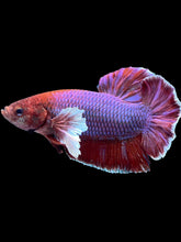Load image into Gallery viewer, GIANT Male Halfmoon Plakat - Lavender Dumbo #2024 - Live Betta Fish
