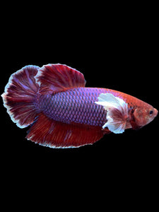 GIANT Male Halfmoon Plakat - Lavender Dumbo #2024 - Live Betta Fish