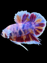 Load image into Gallery viewer, GIANT Male Halfmoon Plakat - Purple Unicorn #2025 - Live Betta Fish (SMALL SIZE)
