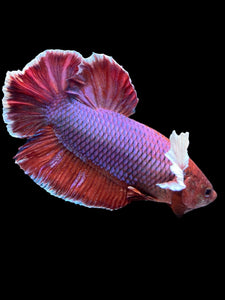 GIANT Male Halfmoon Plakat - Lavender Dumbo #2024 - Live Betta Fish