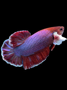 GIANT Male Halfmoon Plakat - Lavender Dumbo #2024 - Live Betta Fish