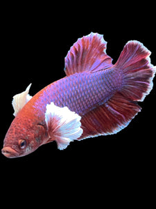 GIANT Male Halfmoon Plakat - Lavender Dumbo #2024 - Live Betta Fish
