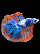 Load image into Gallery viewer, Male Halfmoon - Fancy Dragon #2026 - Live Betta Fish
