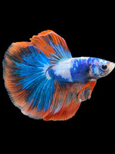 Load image into Gallery viewer, Male Halfmoon - Fancy Dragon #2026 - Live Betta Fish
