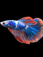 Load image into Gallery viewer, Male Halfmoon - Fancy Dragon #2026 - Live Betta Fish
