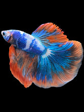 Load image into Gallery viewer, Male Halfmoon - Fancy Dragon #2026 - Live Betta Fish
