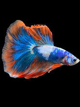 Load image into Gallery viewer, Male Halfmoon - Fancy Dragon #2026 - Live Betta Fish
