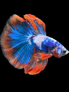 Male Halfmoon - Fancy Dragon #2026 - Live Betta Fish
