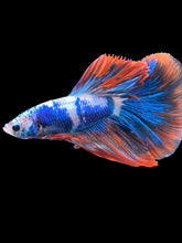 Load image into Gallery viewer, Male Halfmoon - Fancy Dragon #2026 - Live Betta Fish
