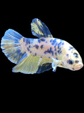 Load image into Gallery viewer, GIANT Male Halfmoon Plakat - Yellow Galaxy #2027 - Live Betta Fish
