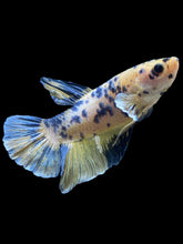 Load image into Gallery viewer, GIANT Male Halfmoon Plakat - Yellow Galaxy #2027 - Live Betta Fish
