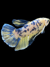 Load image into Gallery viewer, GIANT Male Halfmoon Plakat - Yellow Galaxy #2027 - Live Betta Fish
