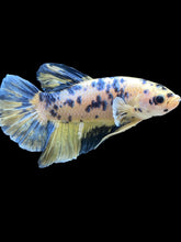 Load image into Gallery viewer, GIANT Male Halfmoon Plakat - Yellow Galaxy #2027 - Live Betta Fish
