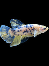 Load image into Gallery viewer, GIANT Male Halfmoon Plakat - Yellow Galaxy #2027 - Live Betta Fish
